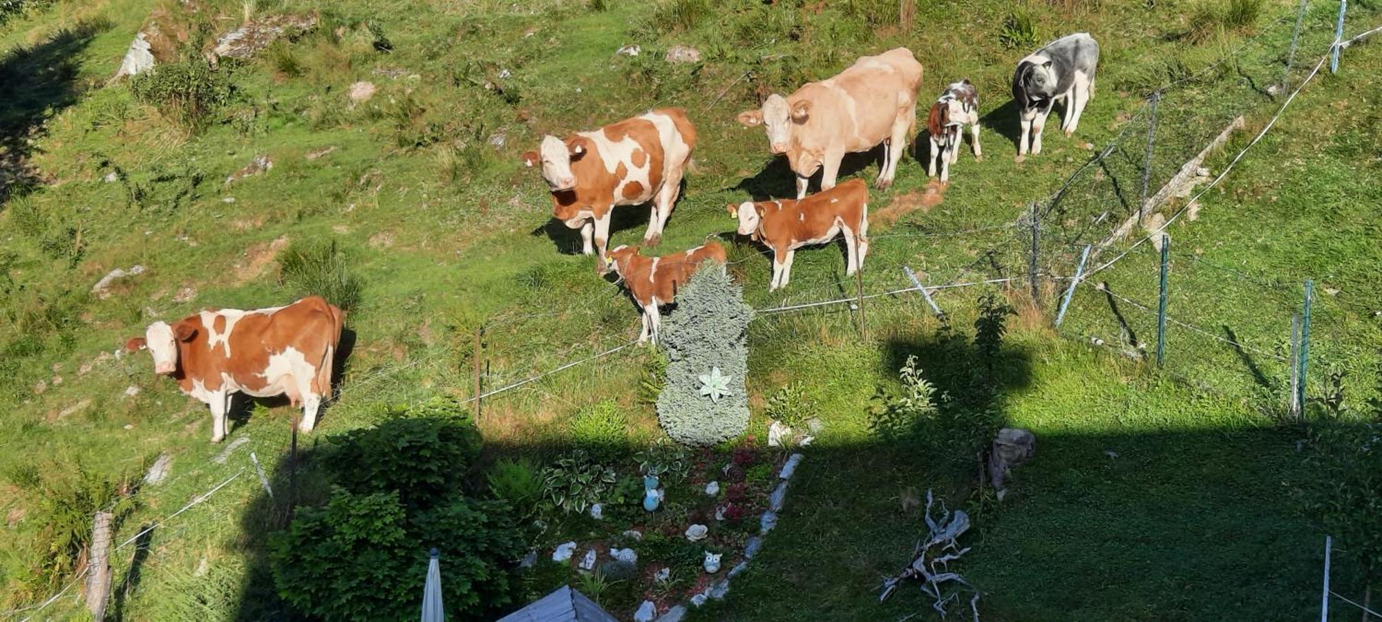 Ferienwohnungen Rieder Gerlos Εξωτερικό φωτογραφία